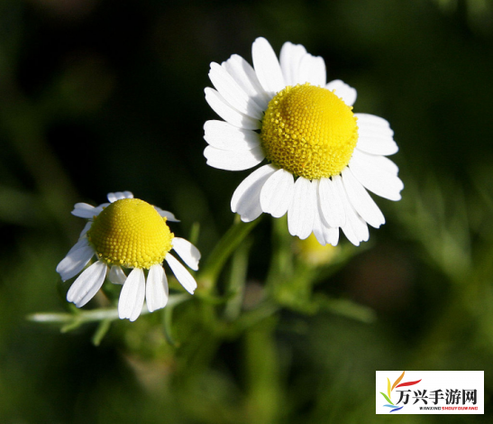 揭秘玖草，探究其神秘的草本植物配方及其对护肤市场的创新影响