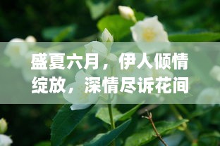 盛夏六月，伊人倾情绽放，深情尽诉花间，传颂不息的浪漫故事 v9.5.4下载