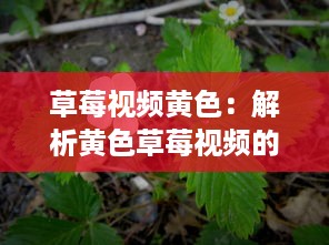 草莓视频黄色：解析黄色草莓视频的意义和影响，及其在娱乐行业中的独特地位 v3.6.0下载