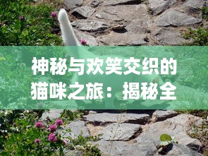 神秘与欢笑交织的猫咪之旅：揭秘全球各地不同品种猫咪的奇妙生活，世界猫物语