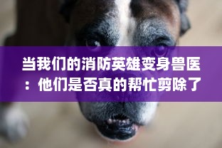 当我们的消防英雄变身兽医：他们是否真的帮忙剪除了狗狗身上的毛发 v2.7.4下载