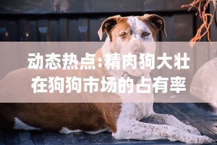 动态热点:精肉狗大壮在狗狗市场的占有率猛增，引领犬类宠物新风潮 v5.2.6下载