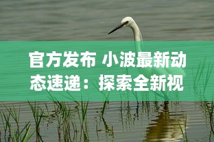 官方发布 小波最新动态速递：探索全新视界，引领科技创新之潮 ，了解详情