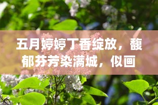 五月婷婷丁香绽放，馥郁芬芳染满城，似画似梦的紫色浪漫 v5.4.9下载