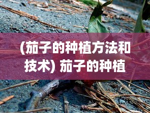 (茄子的种植方法和技术) 茄子的种植与烹饪：从土壤选择到丰富的家常菜谱