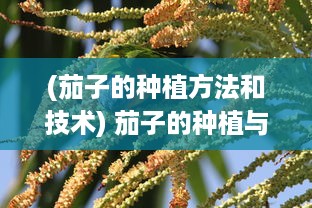 (茄子的种植方法和技术) 茄子的种植与烹饪：从土壤选择到丰富的家常菜谱