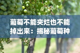 葡萄不能夹烂也不能掉出来：揭秘葡萄种植与保存中的艺术与科学