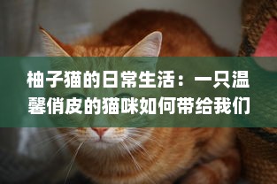 柚子猫的日常生活：一只温馨俏皮的猫咪如何带给我们无尽的幸福感 v3.5.4下载