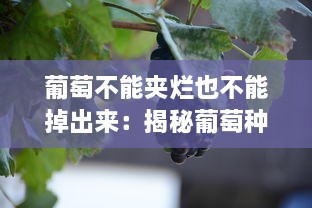 葡萄不能夹烂也不能掉出来：揭秘葡萄种植与保存中的艺术与科学 v7.6.0下载