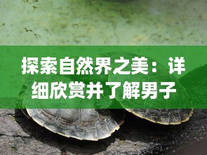 探索自然界之美：详细欣赏并了解男子大头龟的生活习性和特性的高清图片 v1.1.2下载