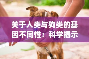 关于人类与狗类的基因不同性：科学揭示人狗难以杂交形成后代的生物学原理