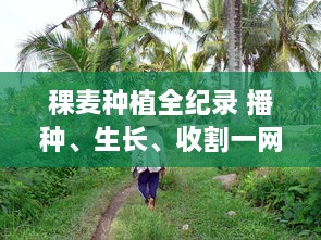 稞麦种植全纪录 播种、生长、收割一网打尽 跟随稞麦视频，探索农耕文化的奥秘。