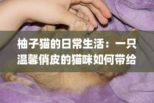 柚子猫的日常生活：一只温馨俏皮的猫咪如何带给我们无尽的幸福感 v3.2.2下载