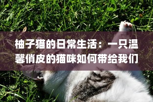 柚子猫的日常生活：一只温馨俏皮的猫咪如何带给我们无尽的幸福感 v3.2.2下载