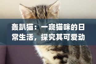 轰趴猫：一窥猫咪的日常生活，探究其可爱动作背后隐藏的科学奥秘