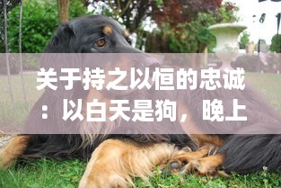 关于持之以恒的忠诚：以白天是狗，晚上是狗张淑敏为例探讨家庭犬的情感忠诚与陪伴 v6.2.3下载