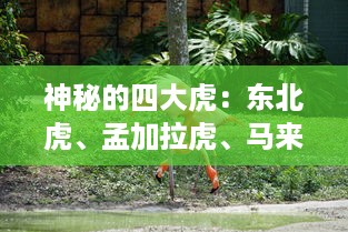 神秘的四大虎：东北虎、孟加拉虎、马来虎和苏门答腊虎的生存状态及保护措施 v6.2.7下载