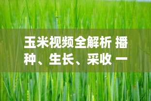 玉米视频全解析 播种、生长、采收 一站式探秘玉米的奇妙旅程，带你领略农业的魅力