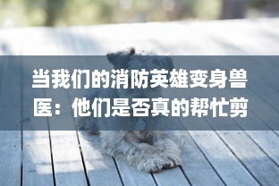 当我们的消防英雄变身兽医：他们是否真的帮忙剪除了狗狗身上的毛发