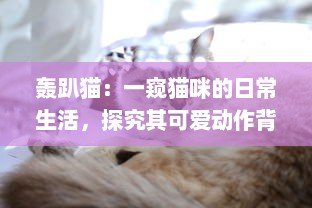 轰趴猫：一窥猫咪的日常生活，探究其可爱动作背后隐藏的科学奥秘 v9.5.9下载