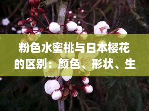 粉色水蜜桃与日本樱花的区别：颜色、形状、生长环境和文化象征解析 v0.5.4下载