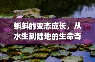 蝌蚪的变态成长，从水生到陆地的生命奇迹